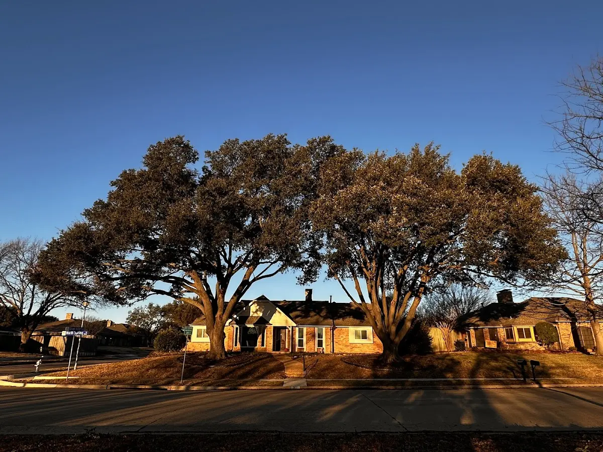 Established residential canopy tree shading a home in Mccleary
